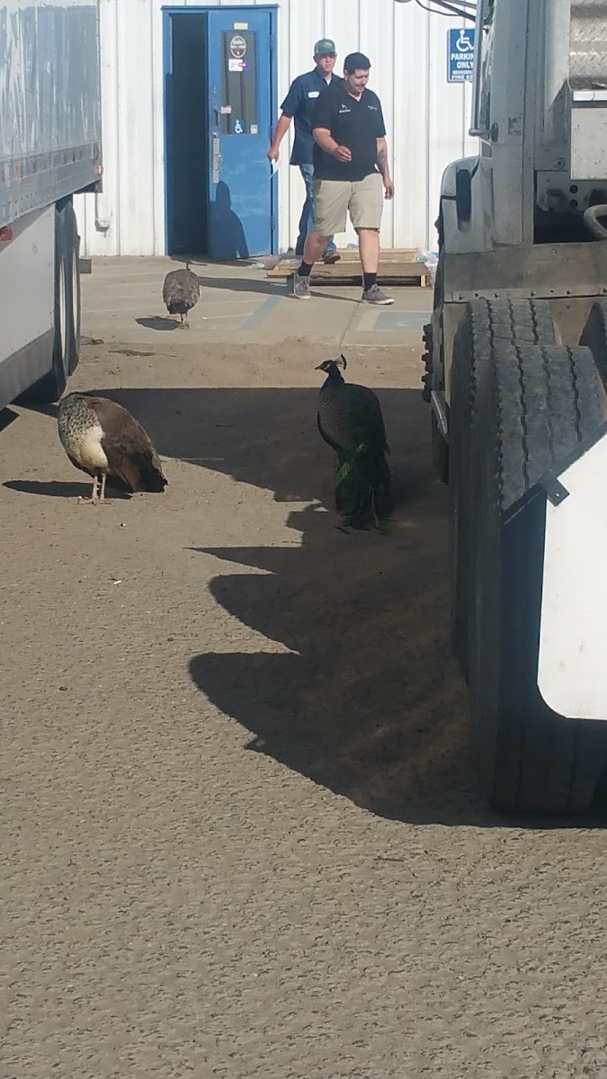 Advanced Trailer Sales & Services
